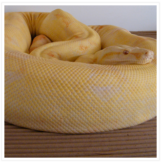 Bci albino
