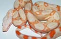 Boa constrictor imperator albino