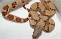 Boa constrictor imperator salmon dh sunglow